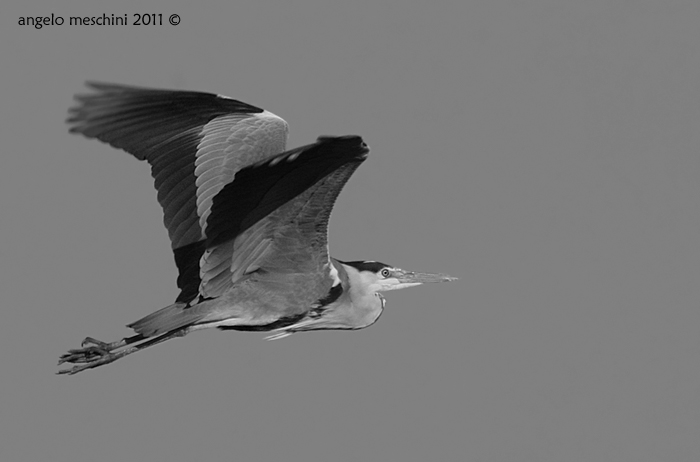 Airone cenerino in bianco e nero